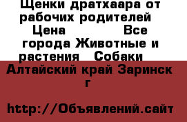 Щенки дратхаара от рабочих родителей › Цена ­ 22 000 - Все города Животные и растения » Собаки   . Алтайский край,Заринск г.